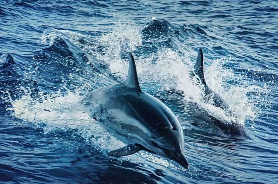 Dolphin Watching