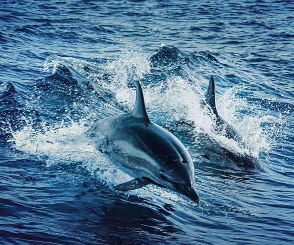 Dolphin Watching