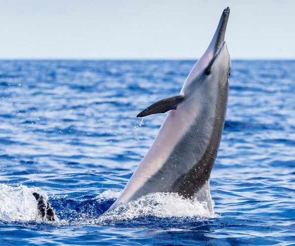 Dolphin tour